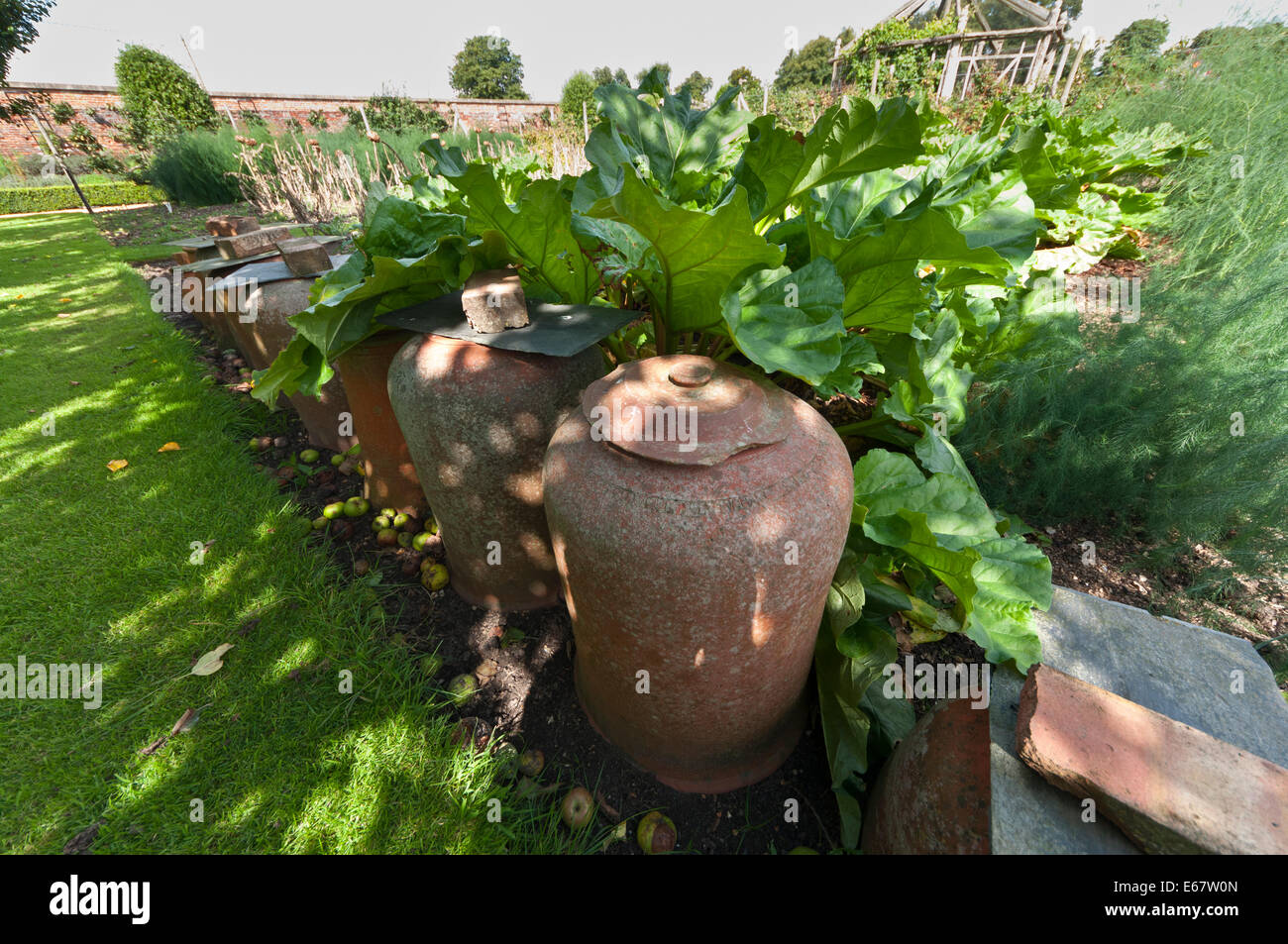 forcing rhubarb Terracotta bell jars cloches Stock Photo