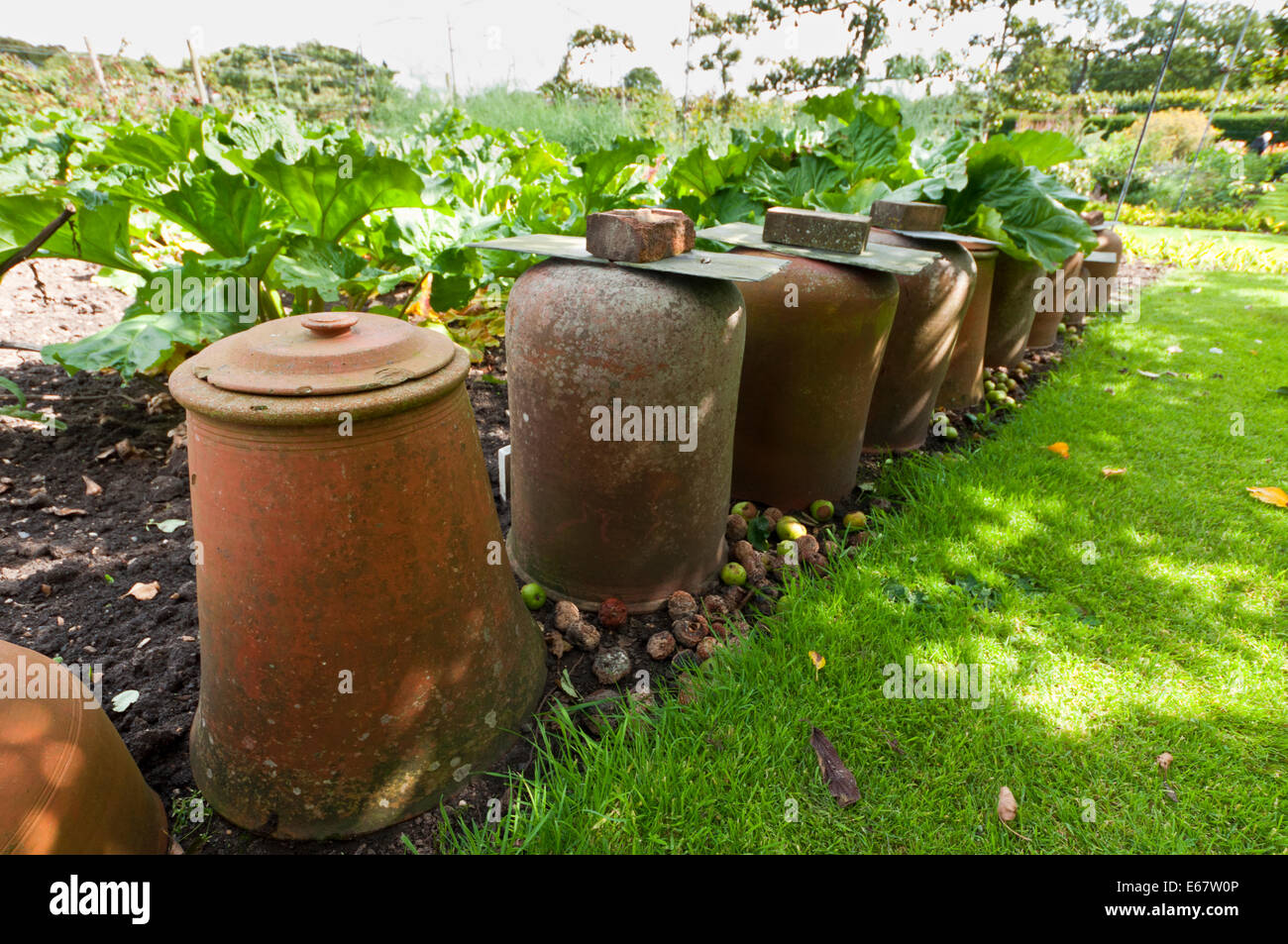 forcing rhubarb Terracotta bell jars cloches Stock Photo
