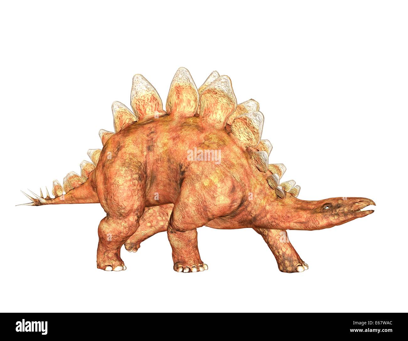 Dinosaurier Stegosaurus / dinosaur Stegosaurus Stock Photo - Alamy