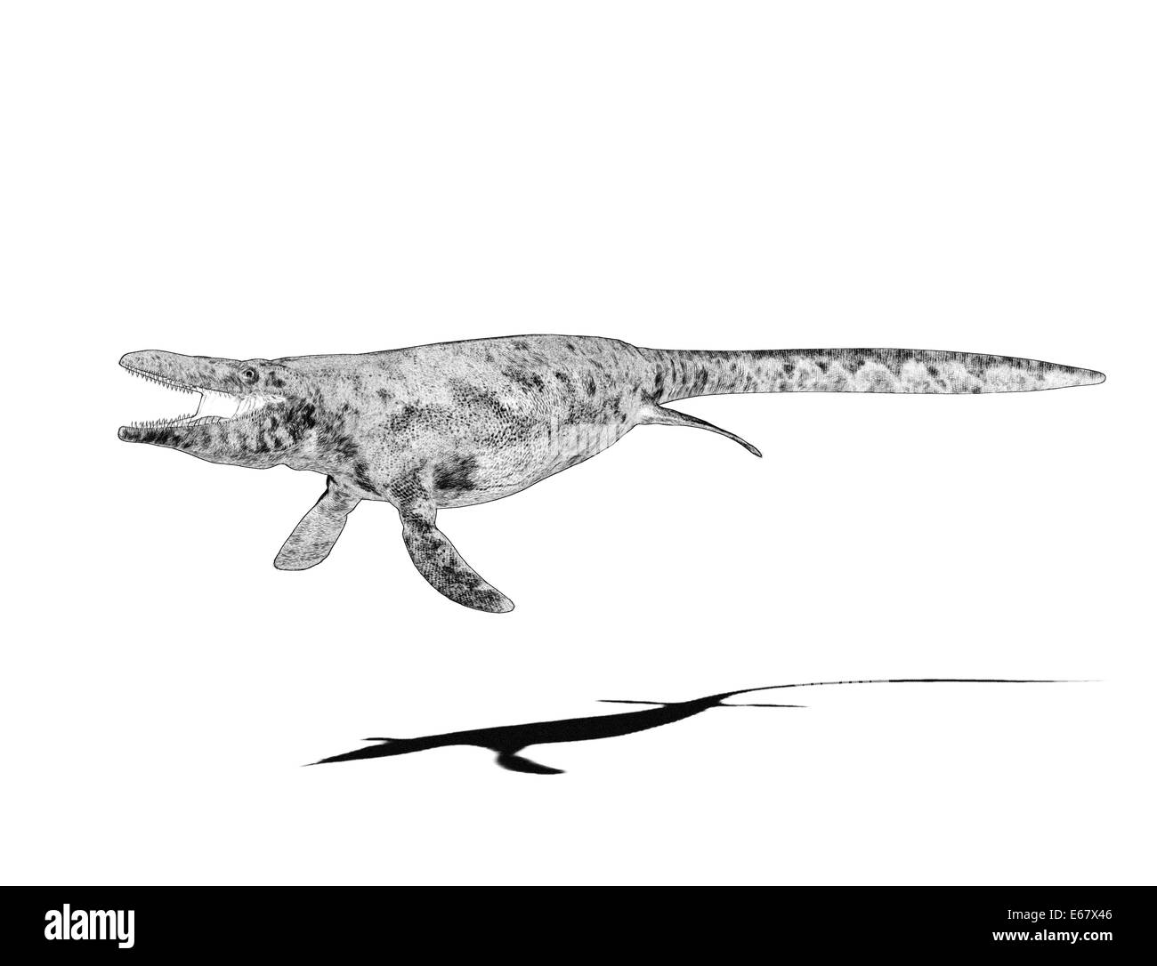 Dinosaurier Tylosaurus progier / dinosaur Tylosaurus proriger Stock Photo