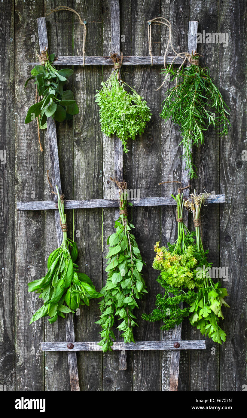 Fresh herbs hanging and drying Stock Photo Alamy