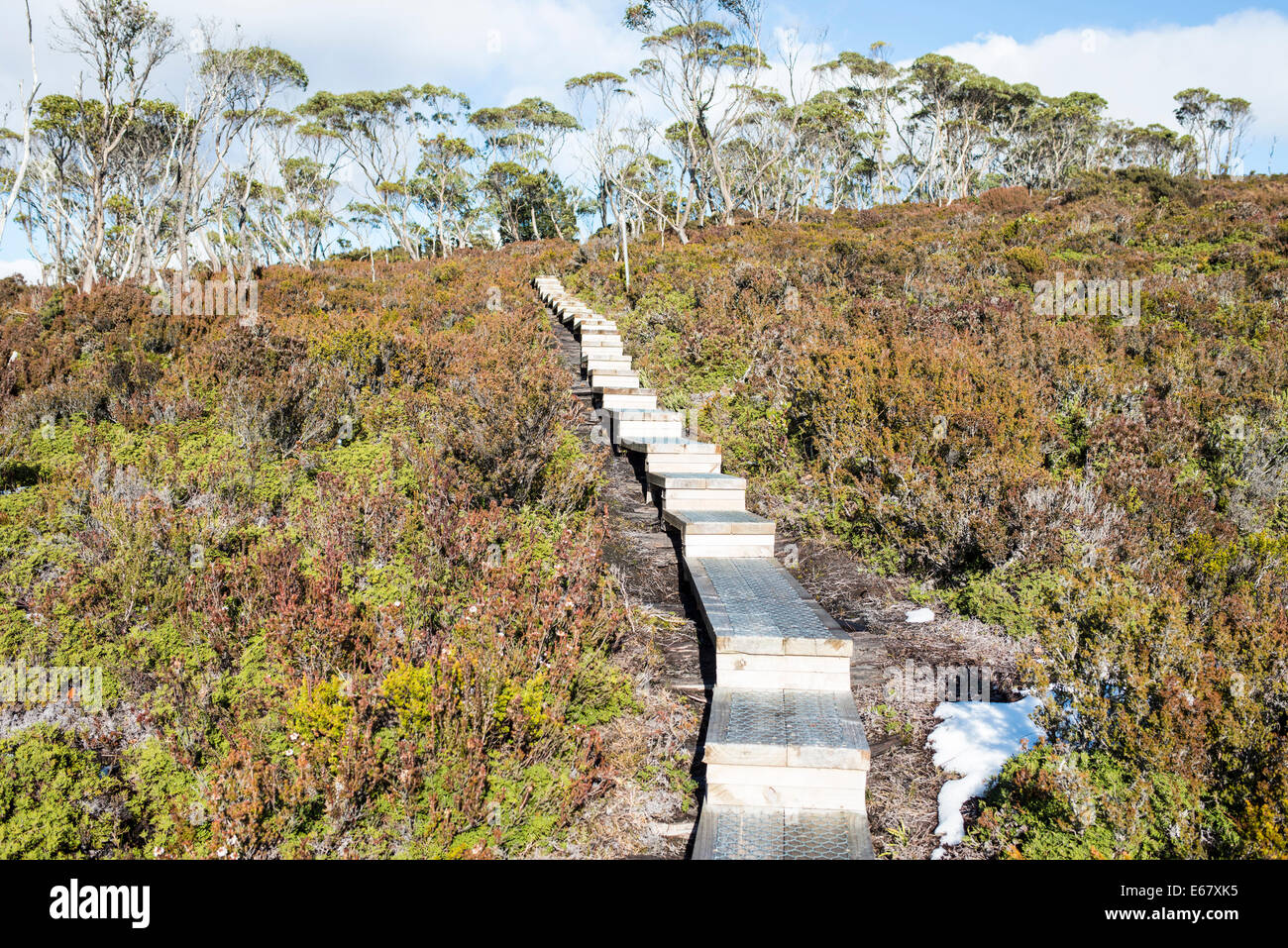 Duckpoard, Overland track, Tasmania, Australia Stock Photo