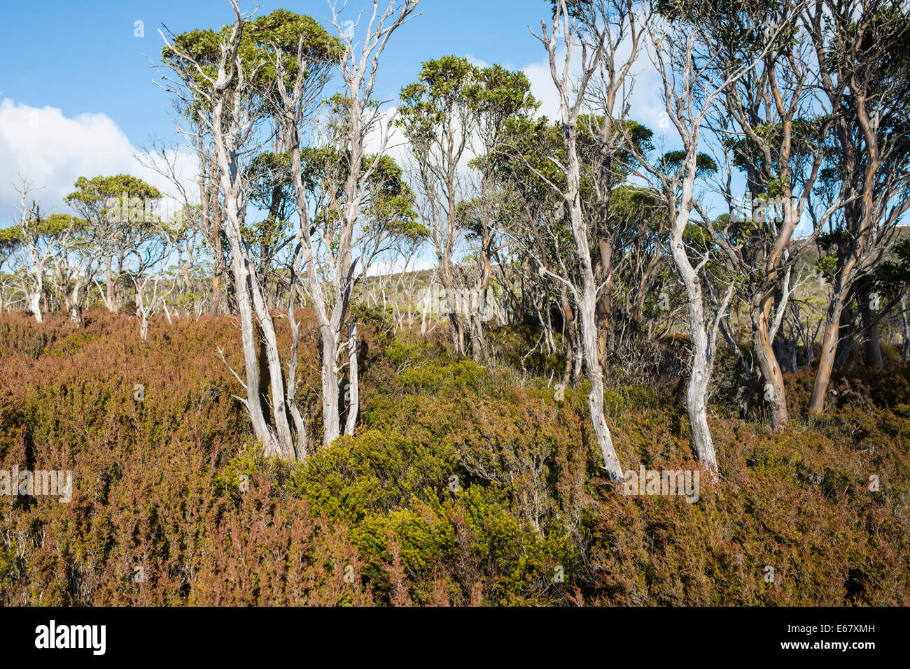 Gum trees, Overland track, Tasmania, Australia Stock Photo Alamy