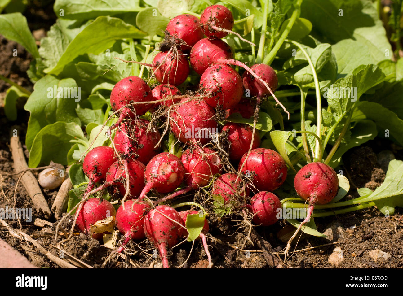 Organic radishes from the garden Stock Photo Alamy