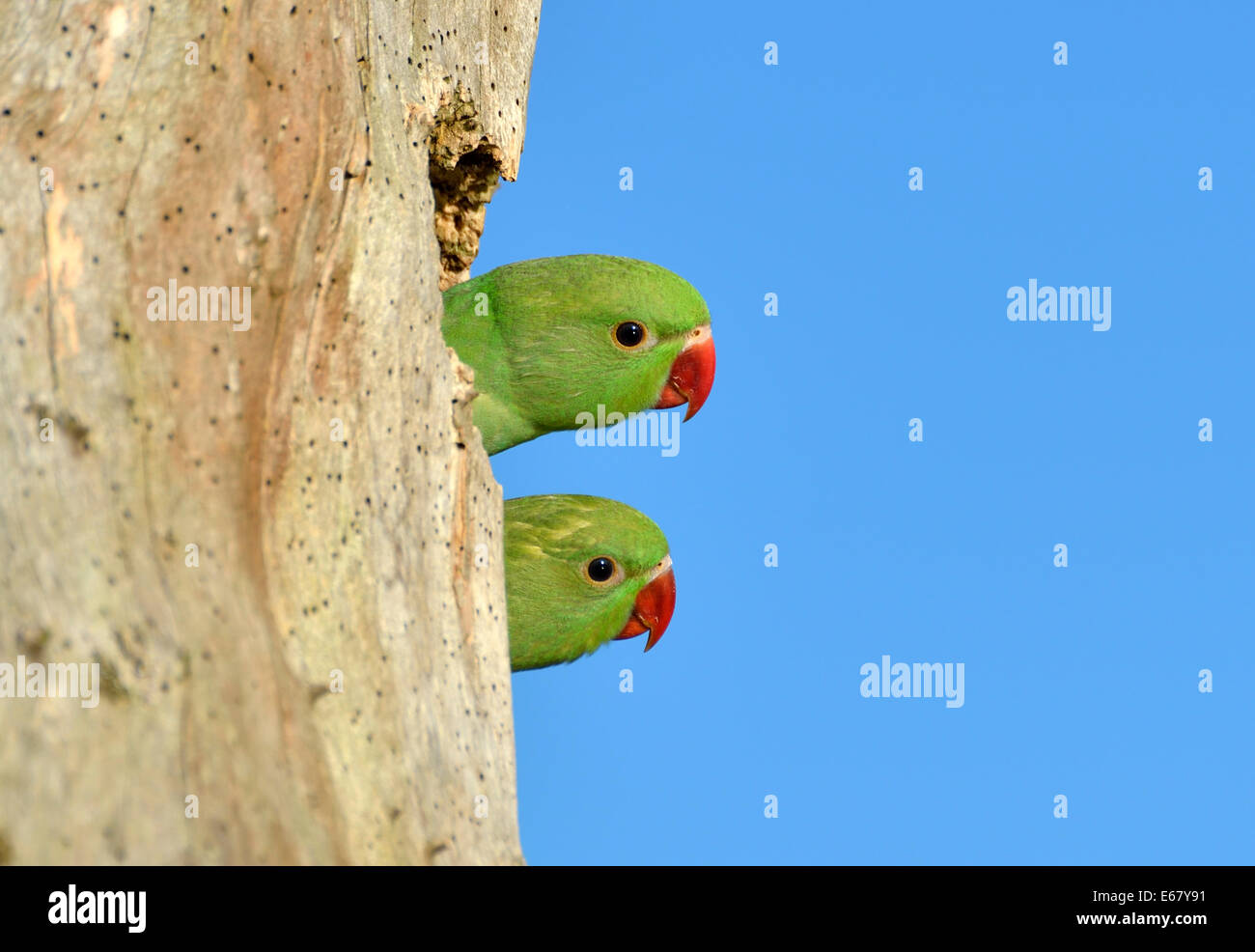 Pair Of Roseringed Parakeets At A Nest Stock Photo - Download Image Now -  Hawaii Islands, Bird, Photography - iStock