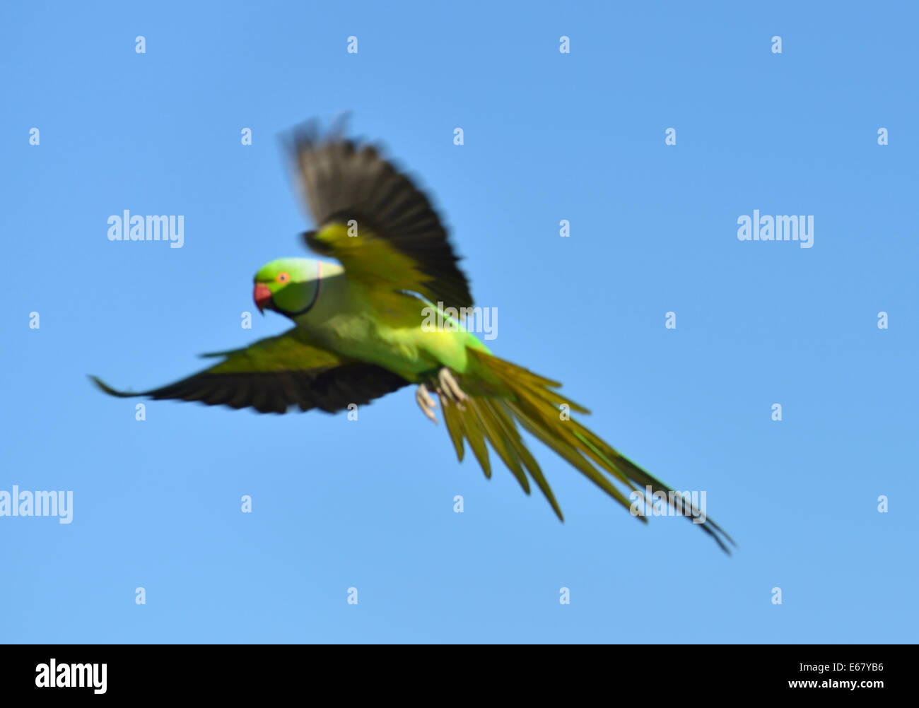 Ring necked (or rose ringed) parakeet in flight, London, UK Stock Photo