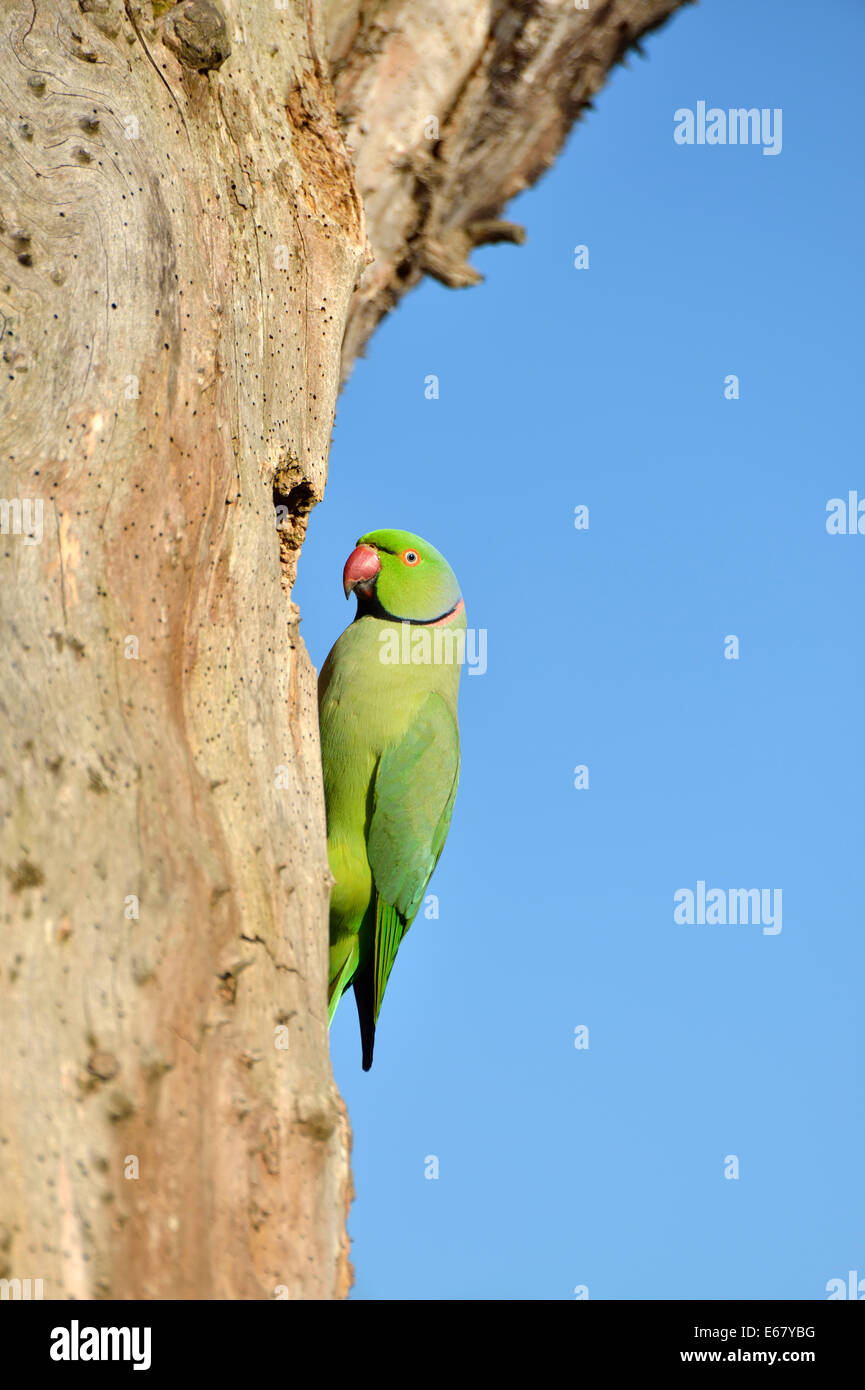 Ring necked (or rose ringed) parakeet by its nest in a dead tree trunk, London, UK Stock Photo