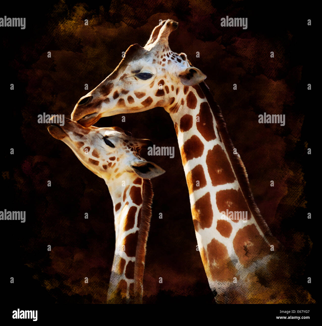 Watercolor Digital Painting Of  Mother And Baby Giraffes On Dark Background Stock Photo