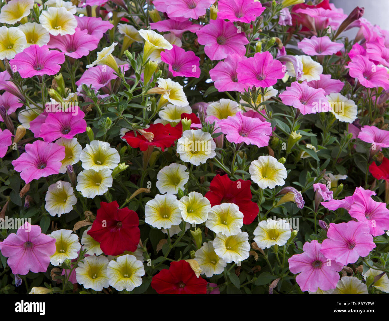 Petunias in bloom Stock Photo Alamy