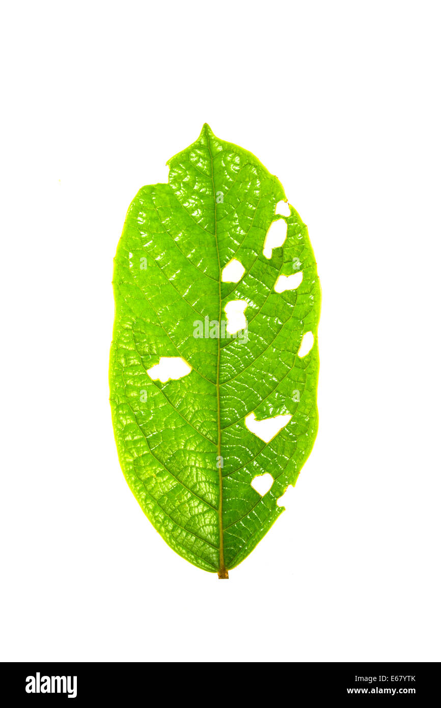 Green leaf isolated on white background Stock Photo