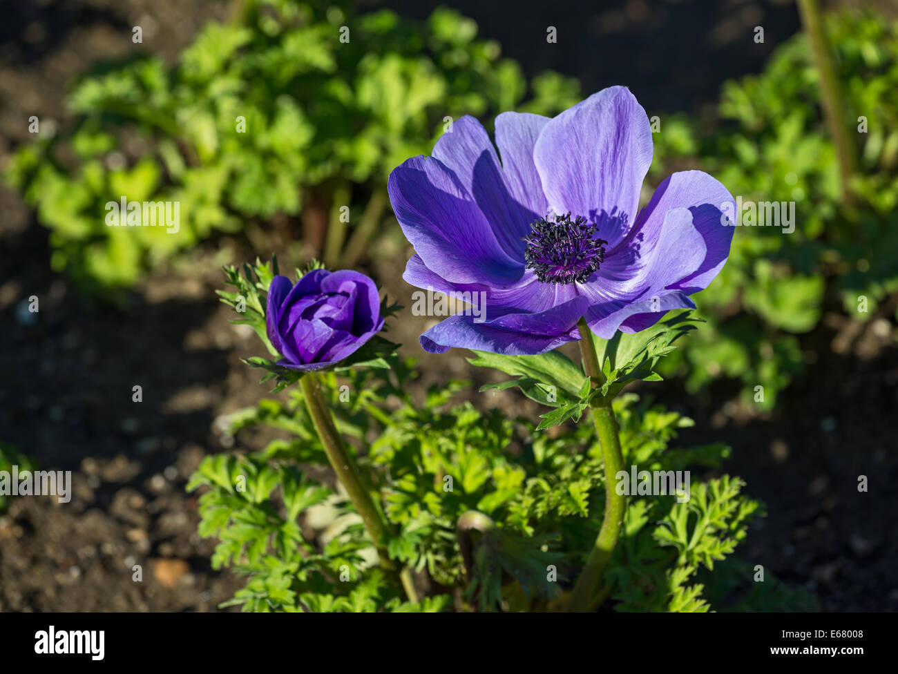 Beautiful Mona Lisa Deep Blue flowers, Anemone coronaria Stock Photo Alamy