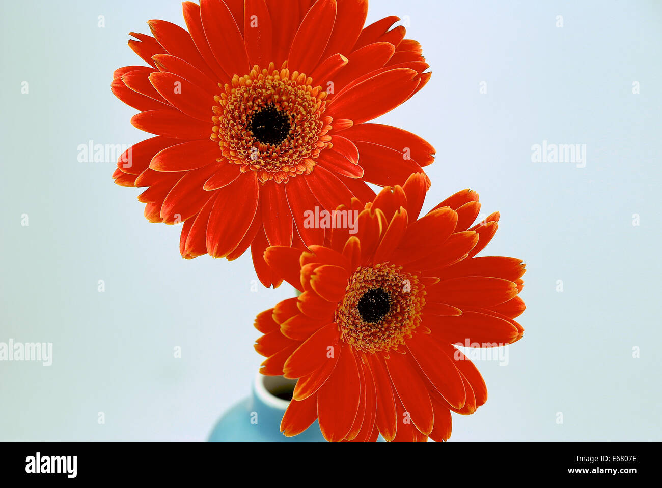 Bouquet of Red, orange Gerbera Daisies in a turquoise vase Stock Photo