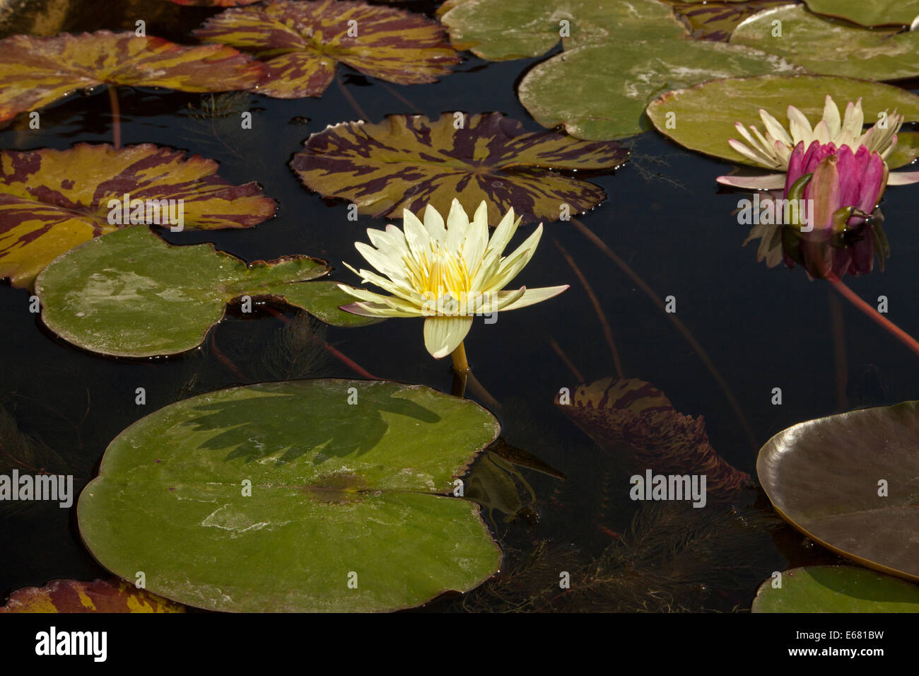 White water lilies in the lily pond inside the Mission San Juan Capistrano, San Juan Capistrano, California, USA Stock Photo