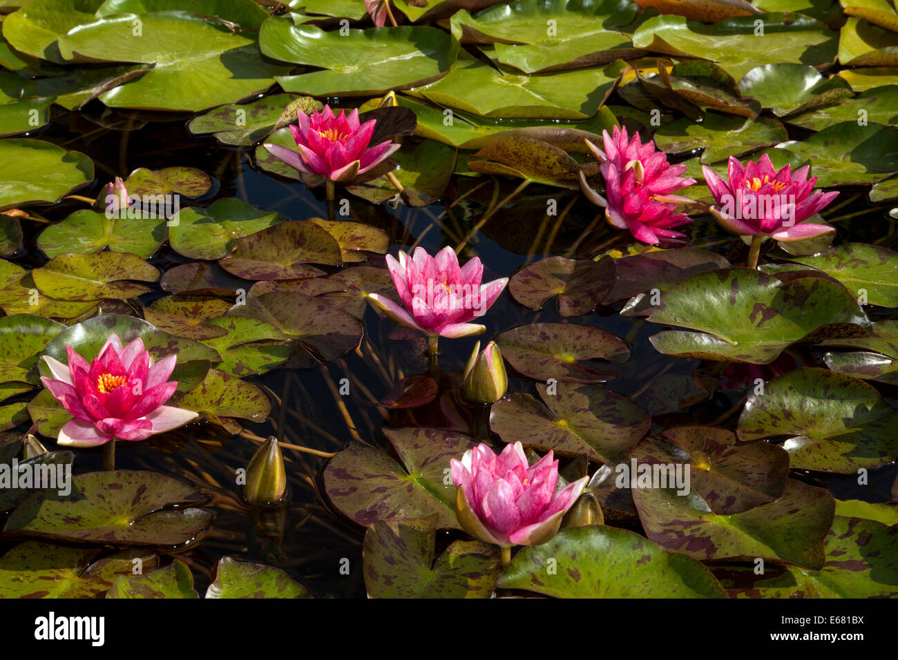 Pink water lilies in the lily pond inside the mission ruin, San Juan Capistrano, California, USA Stock Photo