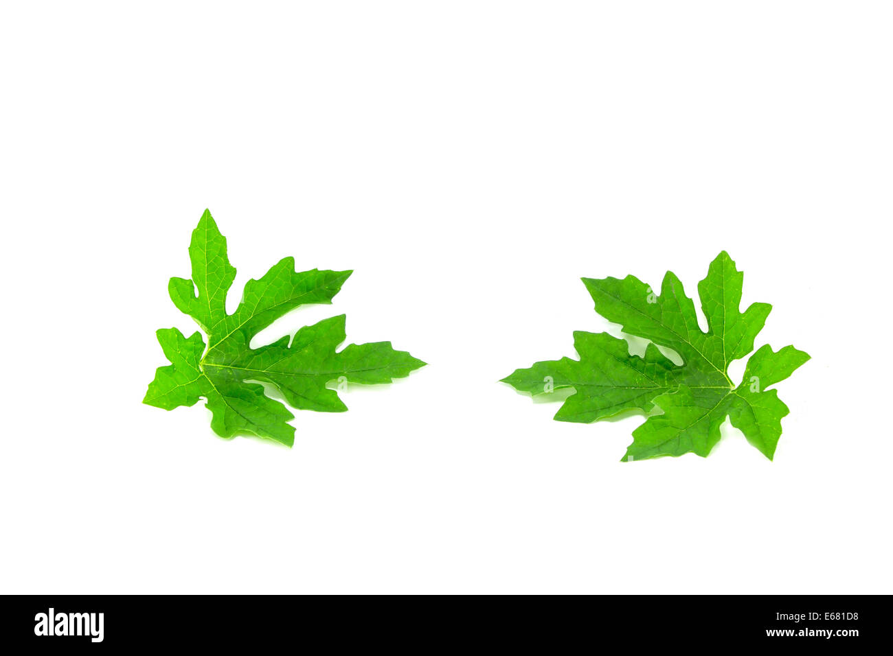 Green leaf isolated on white background Stock Photo - Alamy
