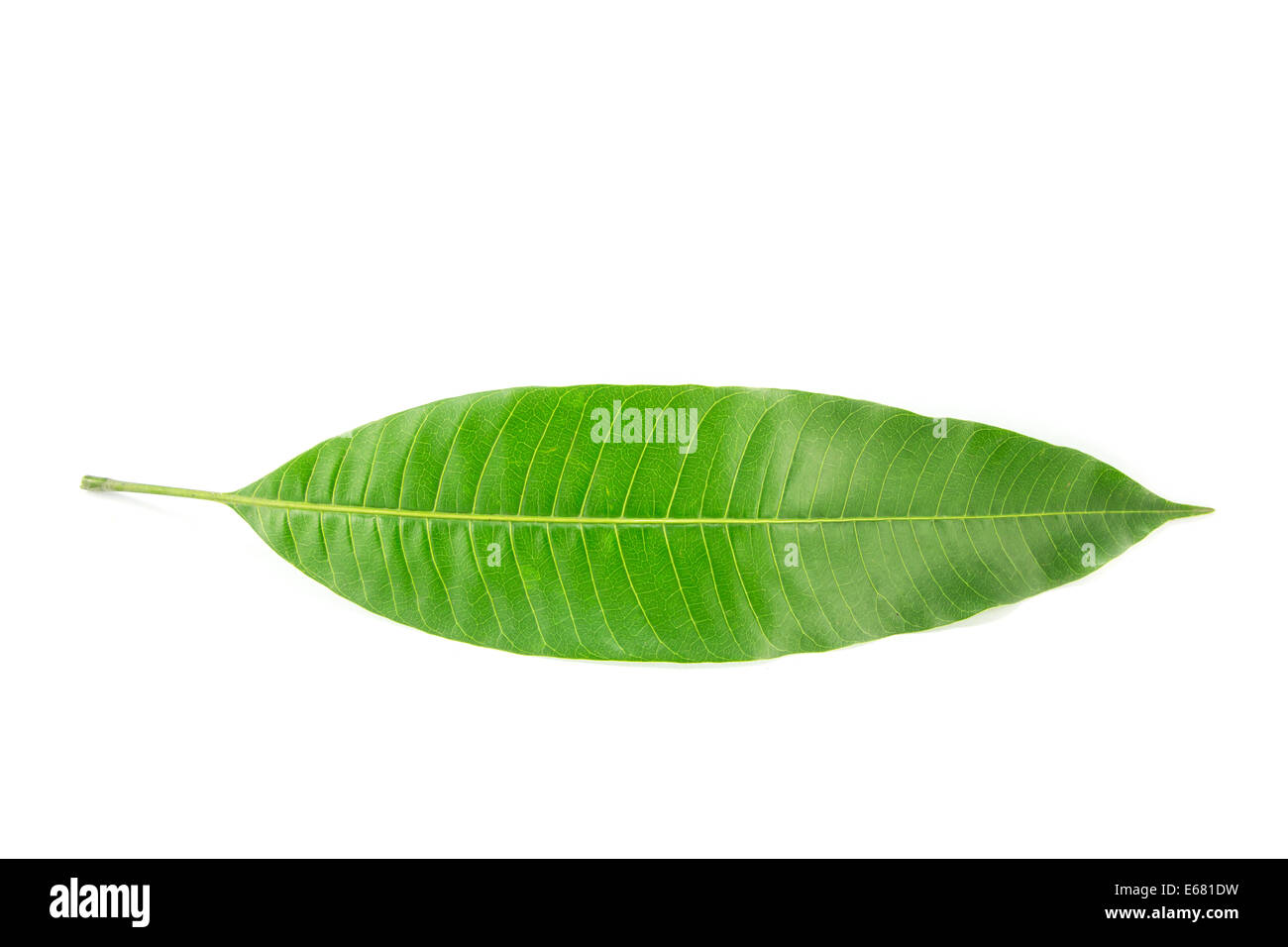 Green leaf isolated on white background Stock Photo - Alamy