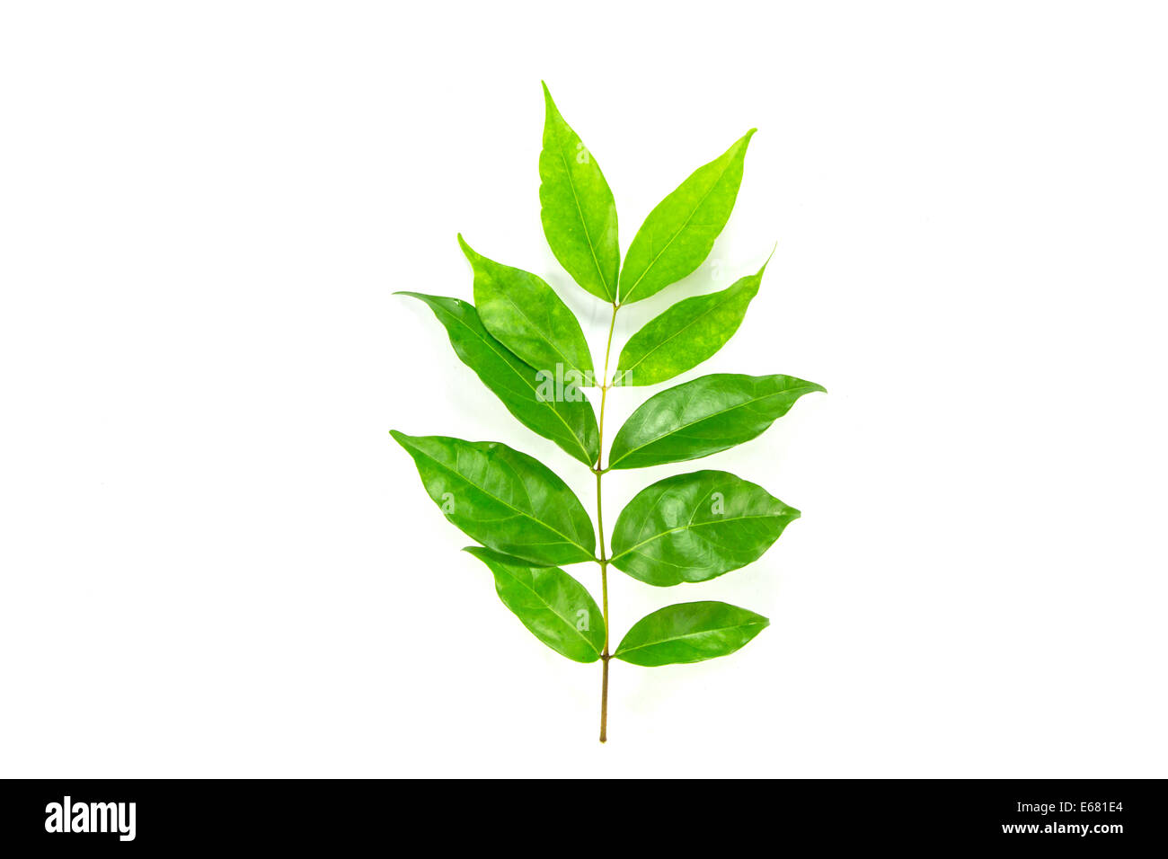 Green leaf on white background Stock Photo