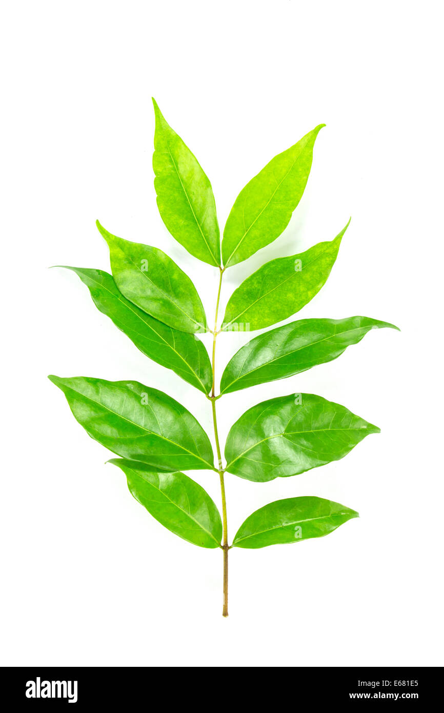 Green leaf on white background Stock Photo