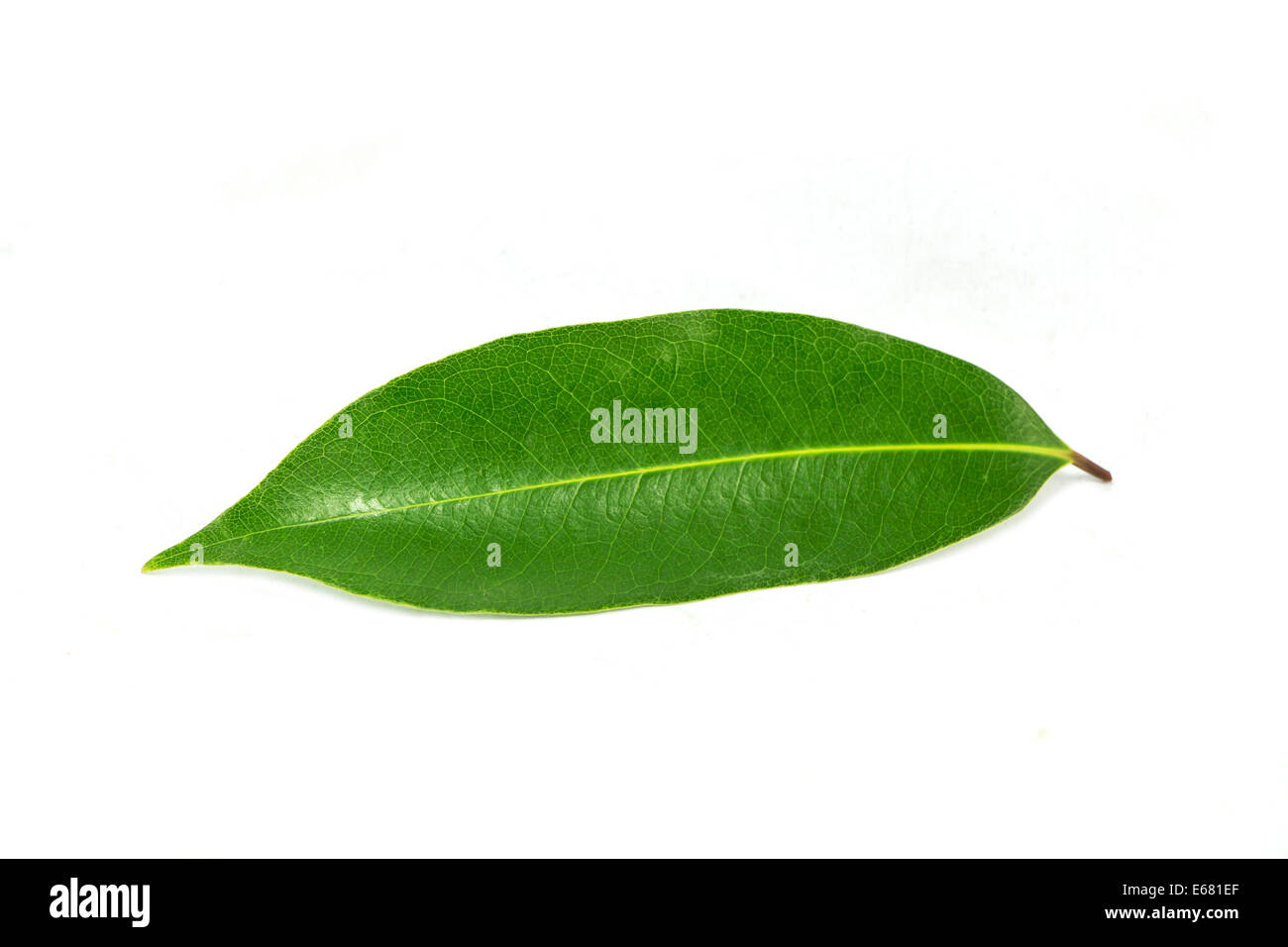 Green leaf isolated on white background Stock Photo - Alamy