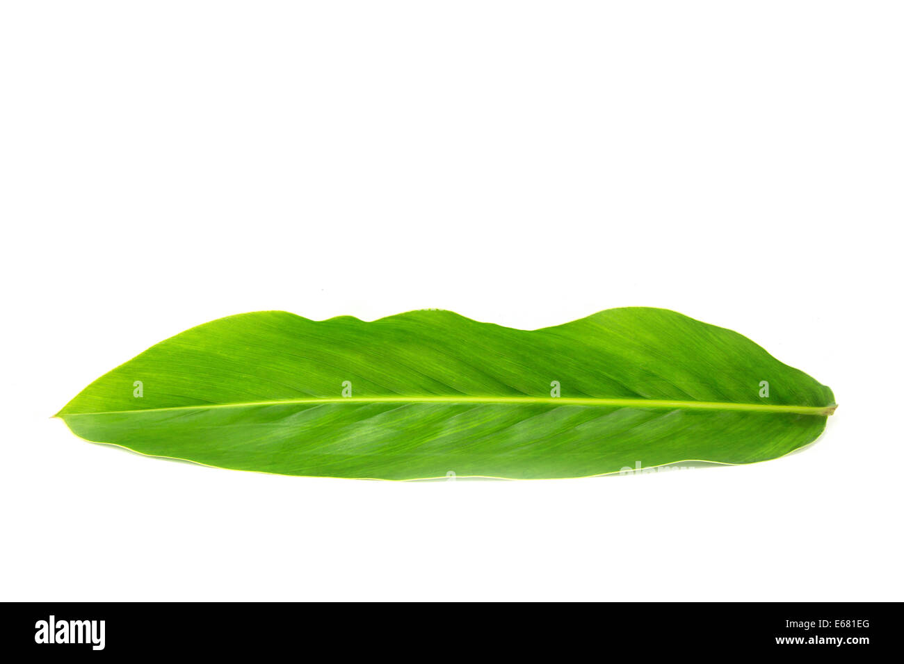 Green leaf on white background Stock Photo Alamy