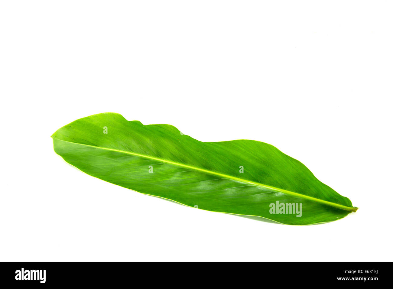 Green leaf on white background Stock Photo Alamy