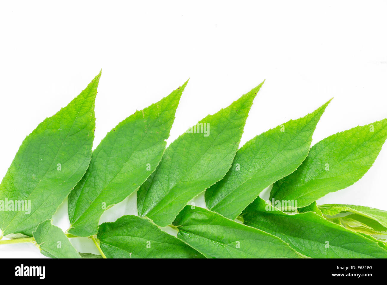 Green leaf on white background Stock Photo Alamy