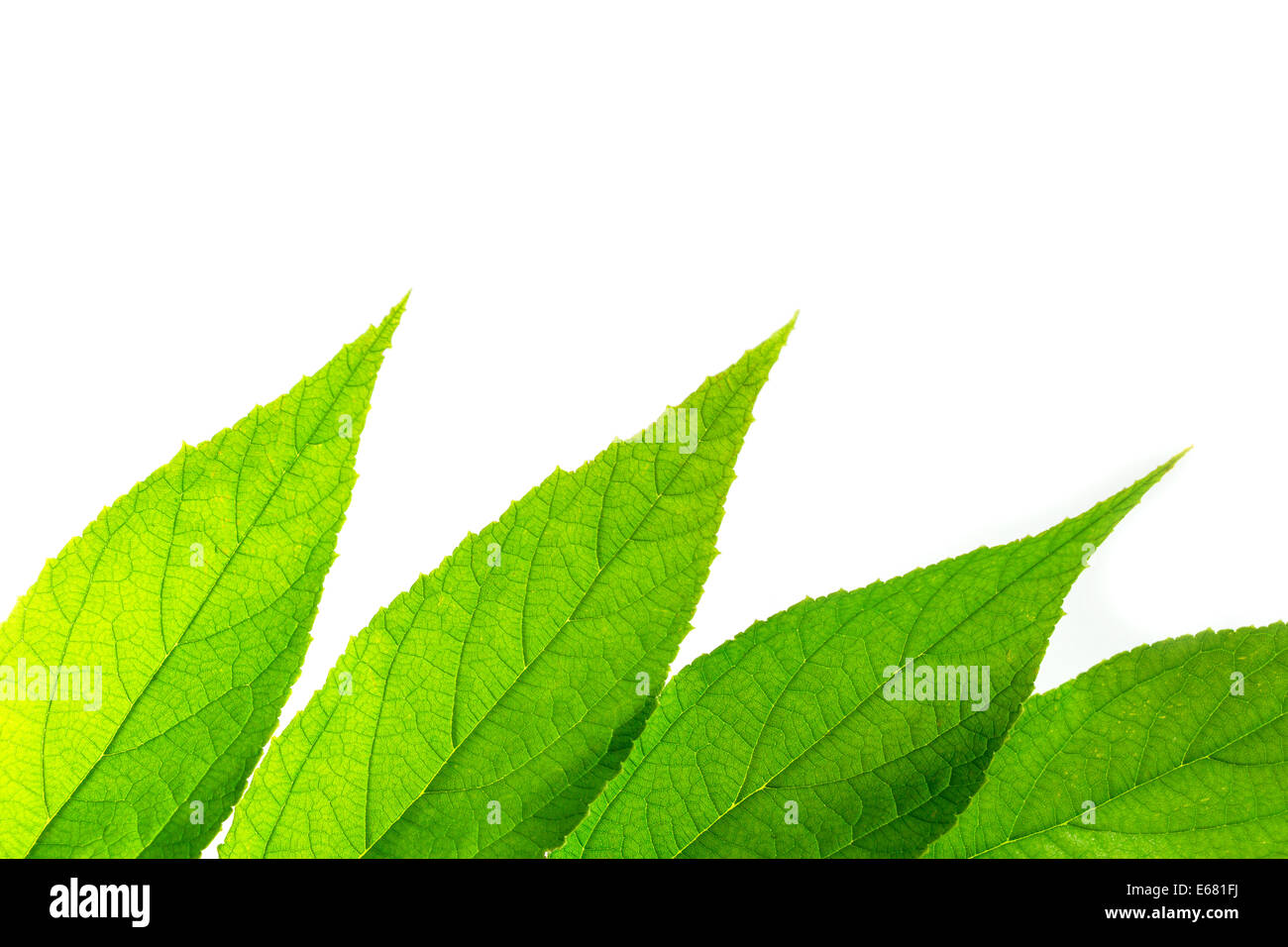 Green leaf on white background Stock Photo Alamy