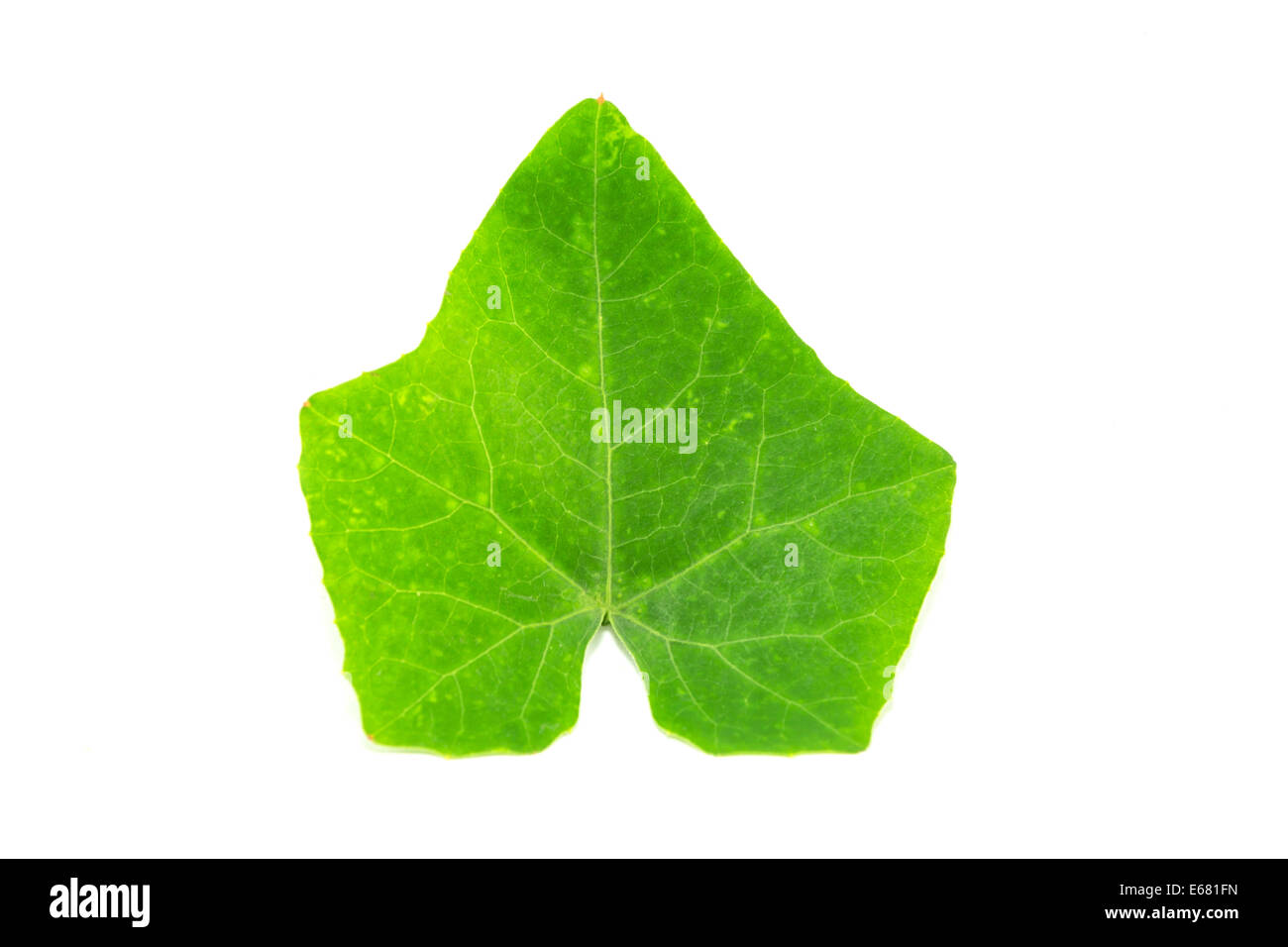 Green leaf on white background Stock Photo Alamy