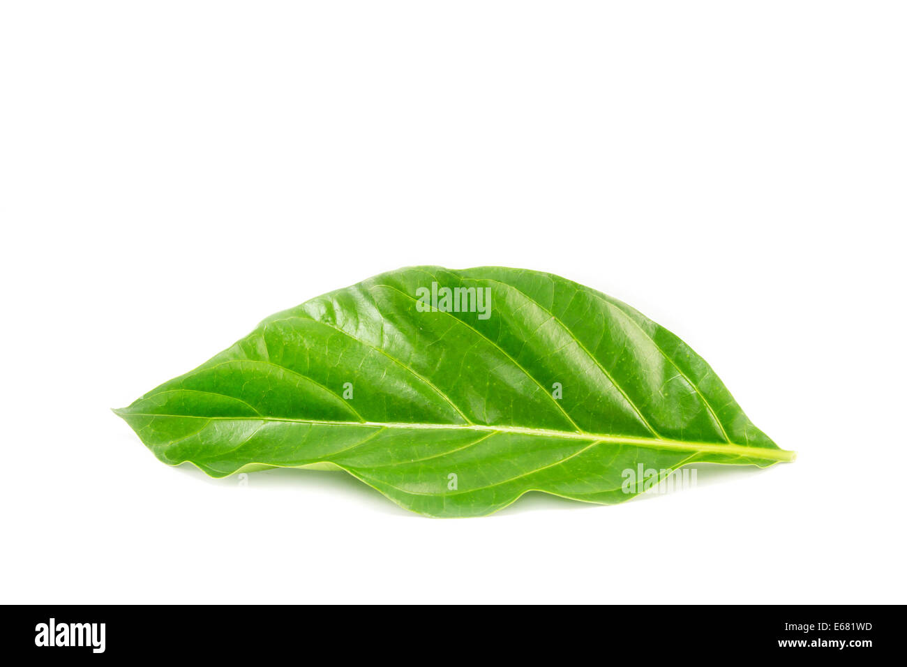 Green leaf on white background Stock Photo Alamy