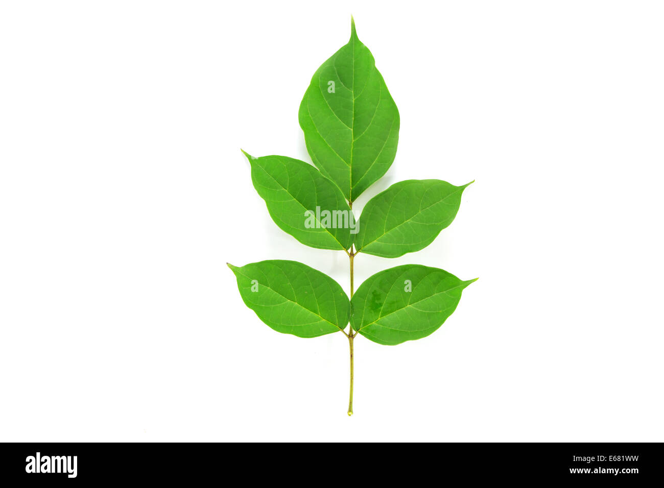 Green leaf on white background Stock Photo