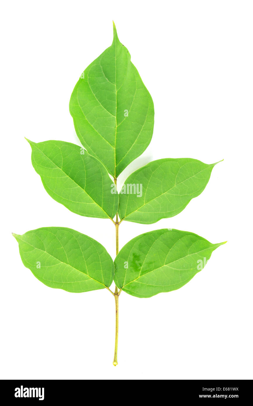 Green leaf on white background Stock Photo