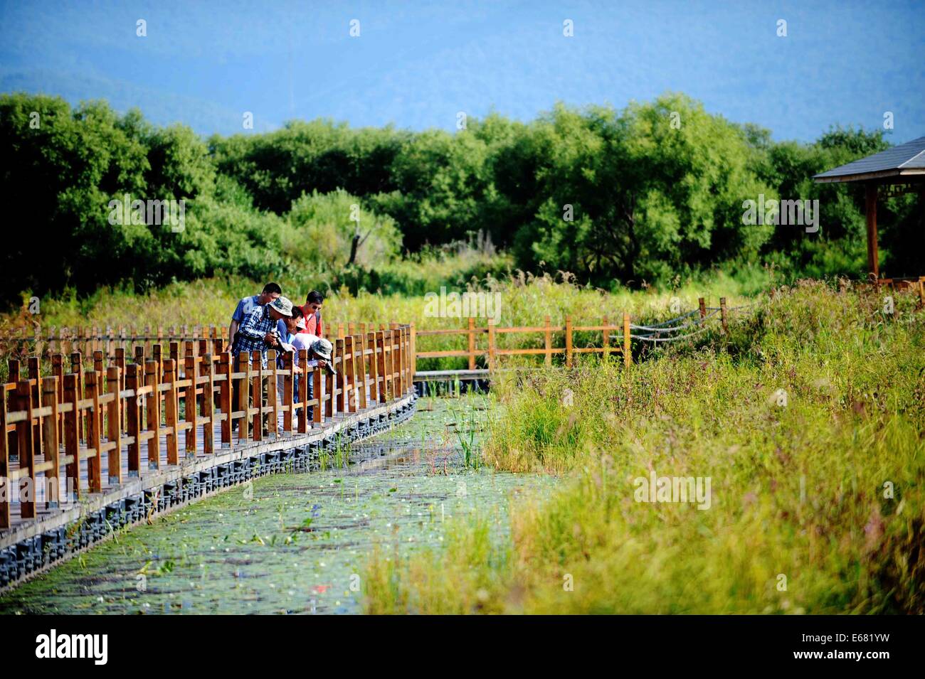 Fuyuan, China's Heilongjiang Province. 17th Aug, 2014. Tourists visit the wetland of Heixiazi Island, a Sino-Russian border island, in northeast China's Heilongjiang Province, Aug. 17, 2014. © Wang Jianwei/Xinhua/Alamy Live News Stock Photo