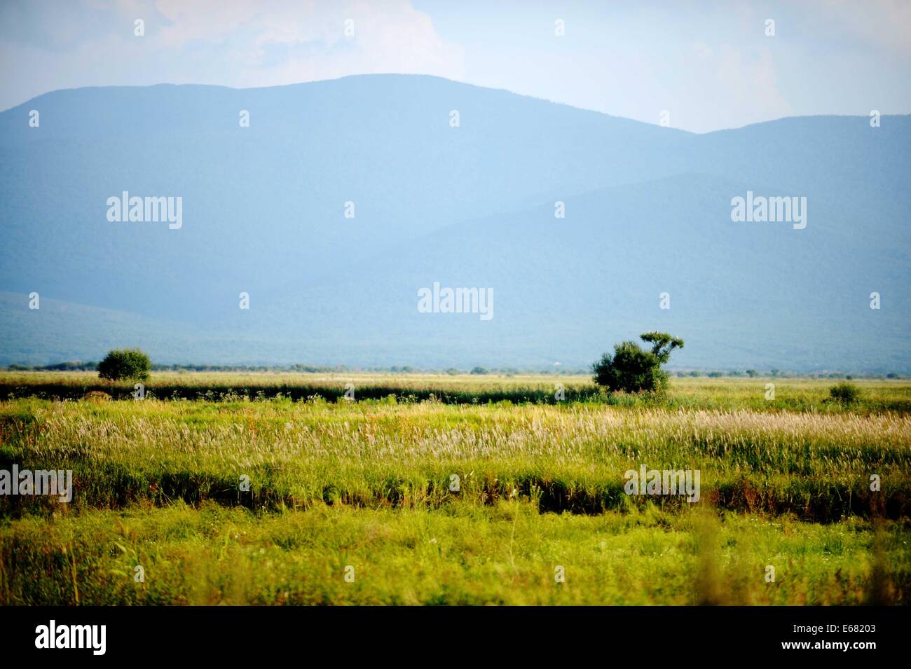 Fuyuan. 17th Aug, 2014. Photo taken on Aug. 17, 2014 shows the scenery at the wetland of Heixiazi Island, a Sino-Russian border island, in northeast China's Heilongjiang Province. © Wang Jianwei/Xinhua/Alamy Live News Stock Photo