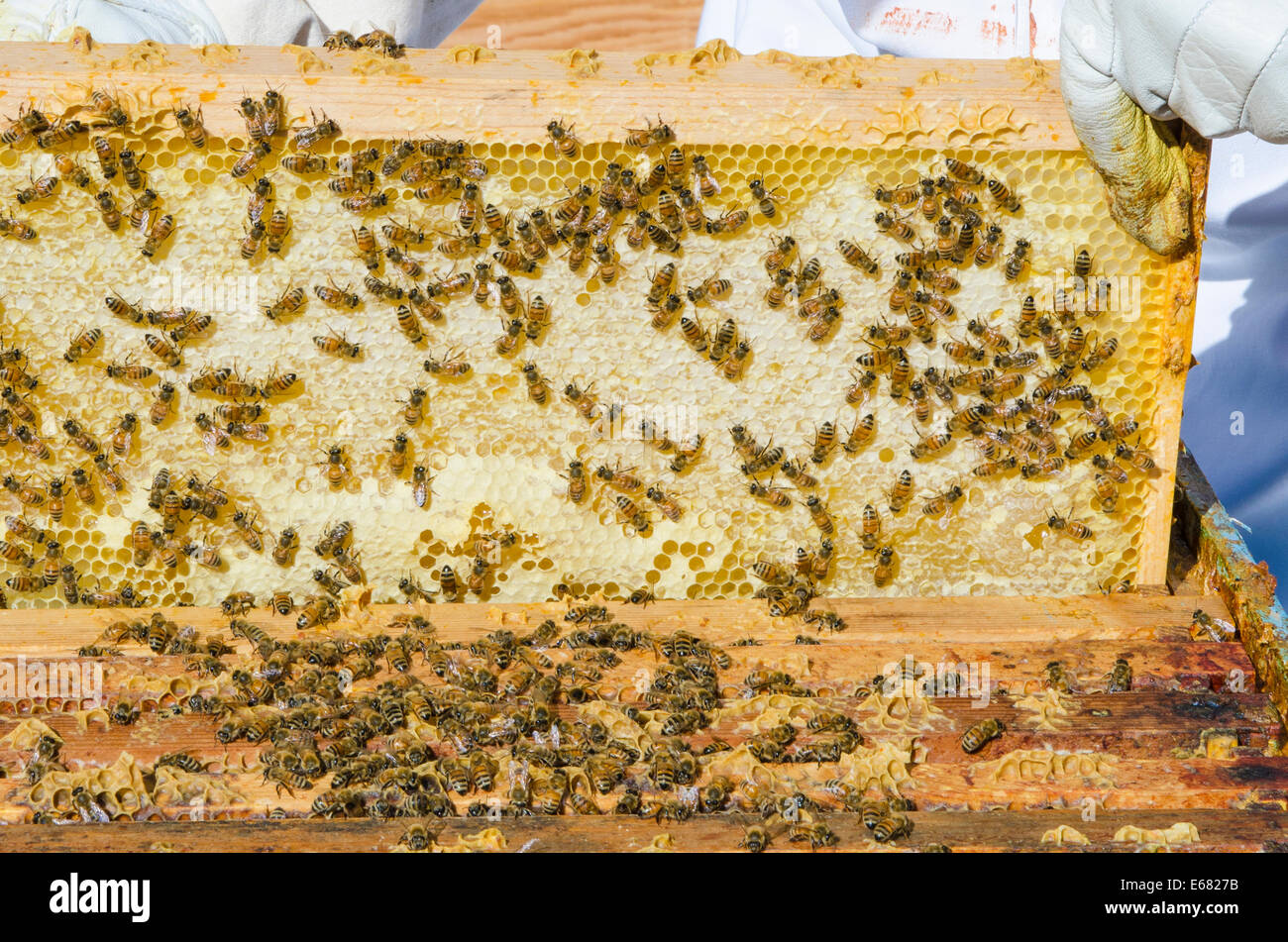 Beehive honey bees hires stock photography and images Alamy