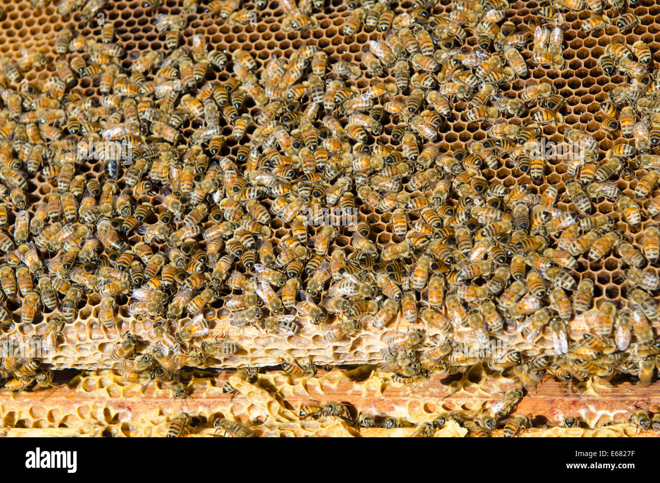 Honey bee hive at Arlo’s Honey Farm, Kelowna, British Columbia, Canada Stock Photo Alamy