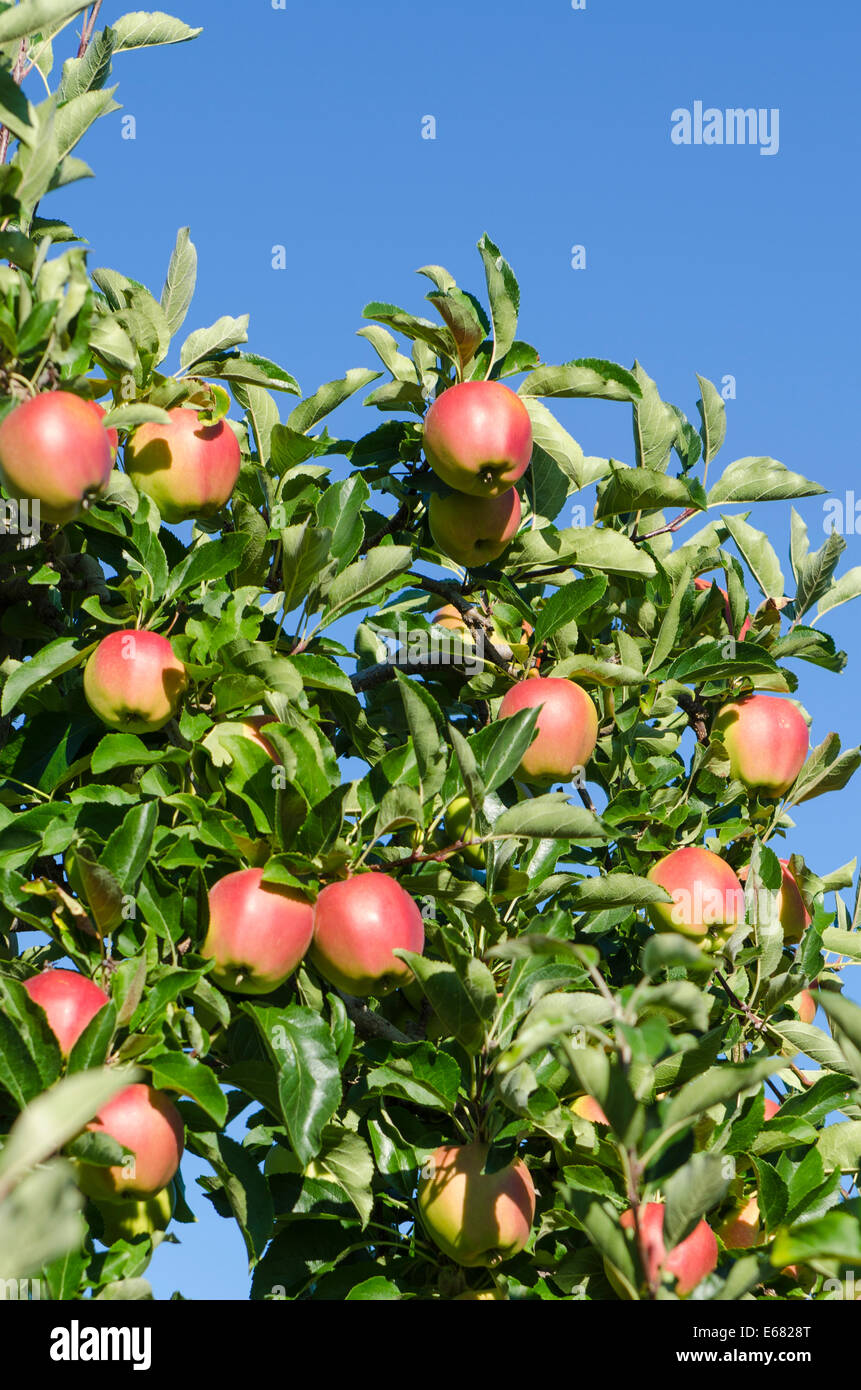 Apple apples tree trees orchard Okanagan Valley, Kelowna, interior British Columbia, BC, Canada. Stock Photo