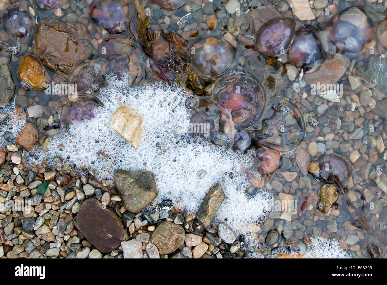 Small jellyfish washing up on a beach in Scotland Stock Photo