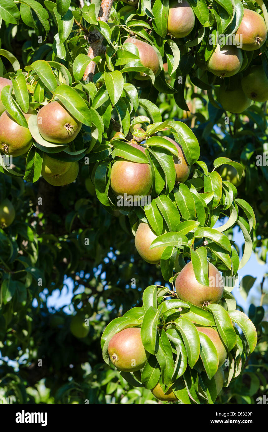 Pear pears tree trees orchard Okanagan Valley, Kelowna, interior British Columbia, BC, Canada. Stock Photo