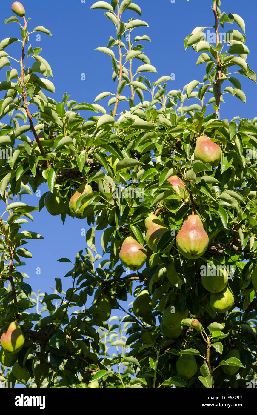 Pear pears tree trees orchard Okanagan Valley, Kelowna, interior British Columbia, BC, Canada. Stock Photo