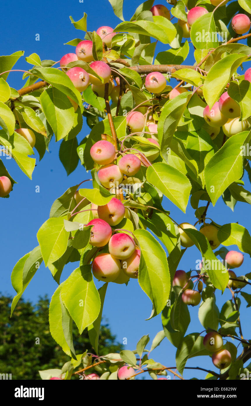 Apple apples tree trees orchard Okanagan Valley, Kelowna, interior British Columbia, BC, Canada. Stock Photo