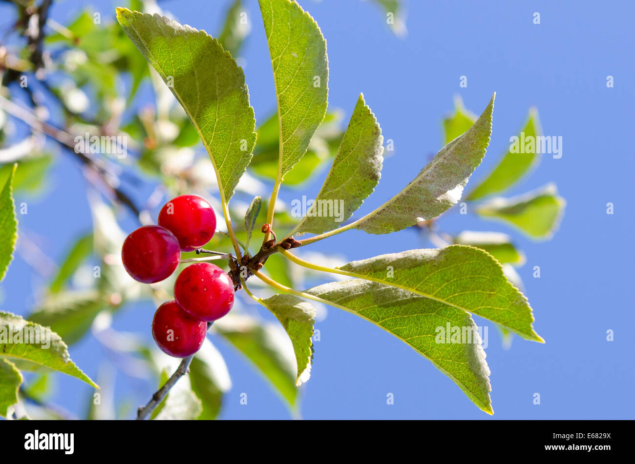Cherry cherries tree orchard Okanagan Valley, Kelowna, interior British