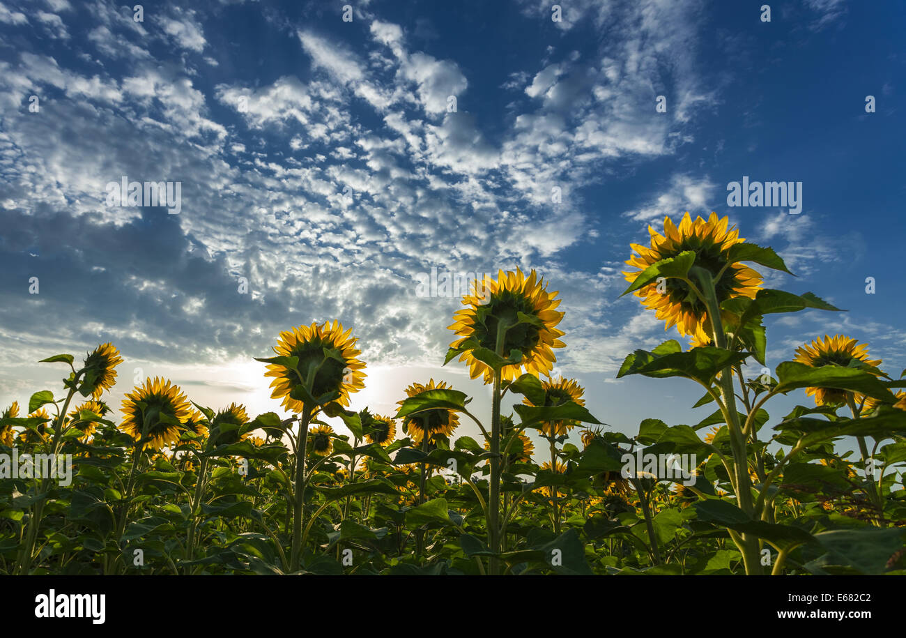 sunflowers facing the sun under beautiful sky Stock Photo Alamy