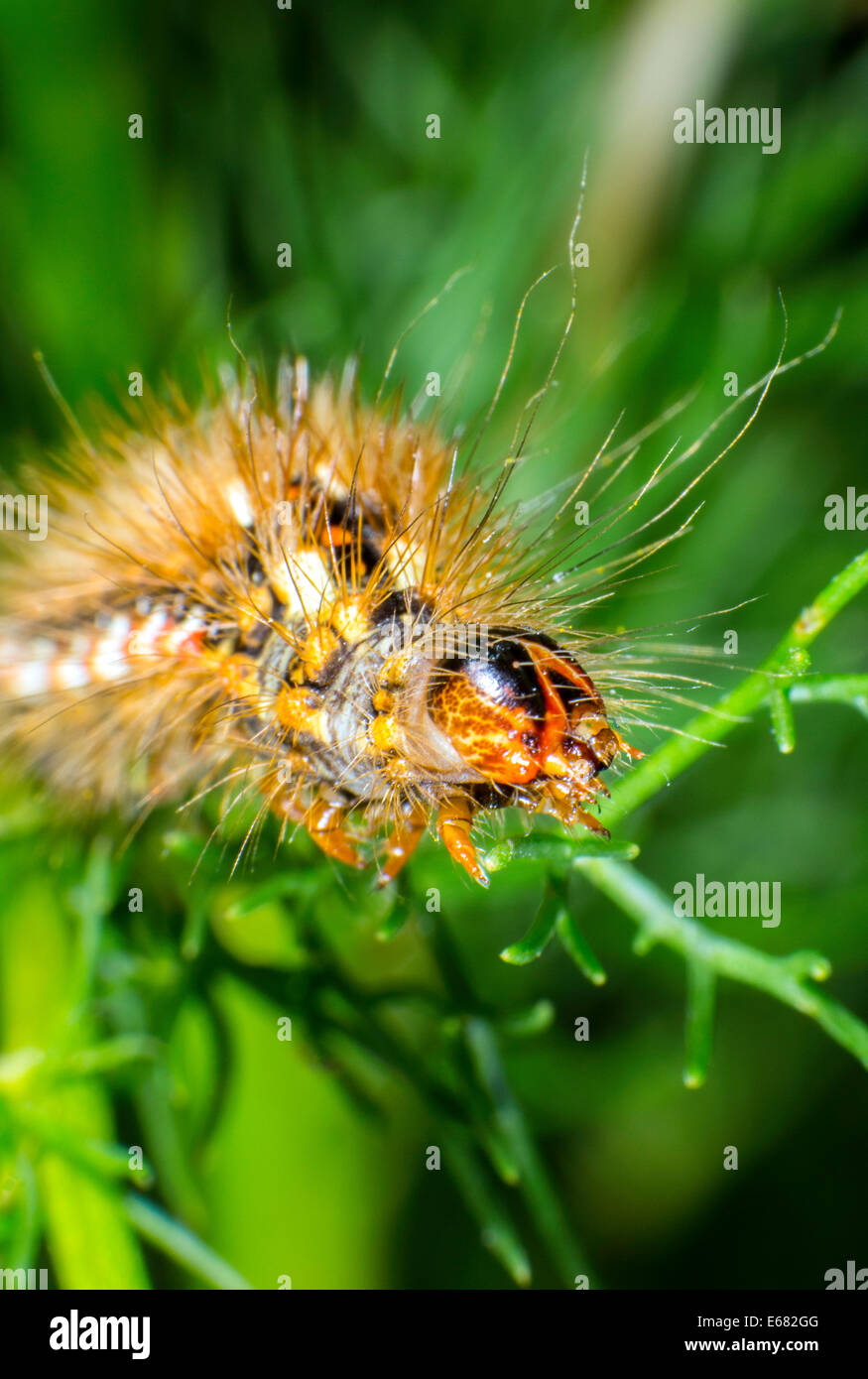Larva stage of the Red dagger moth Stock Photo
