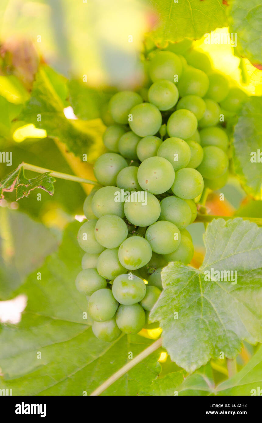 Bunch of grapes vines at Mission Hill Family Estate Okanagan Valley, Kelowna, interior British