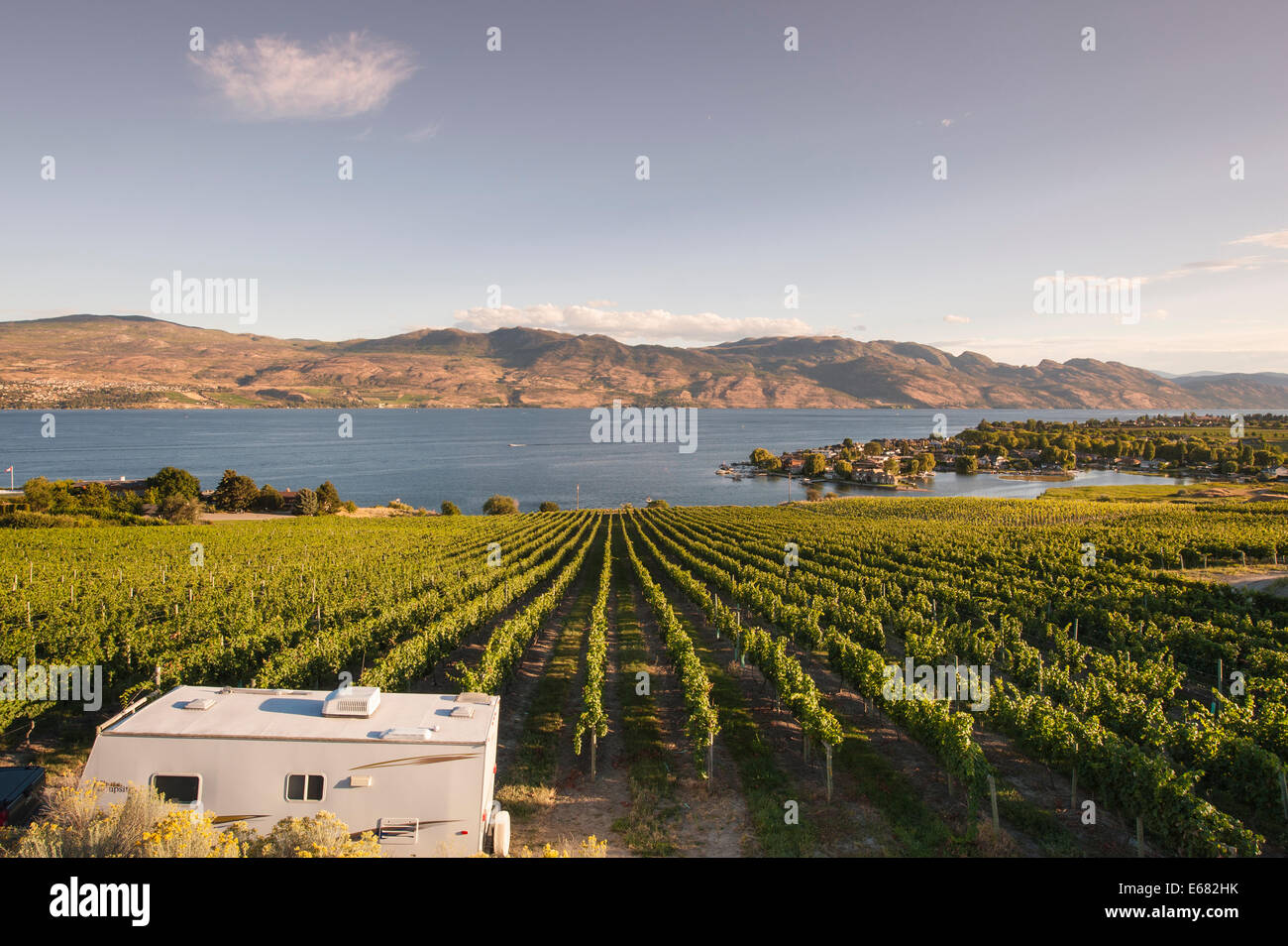 Trailer RV in grape vines vineyard on Okanagan Lake at Quails’ Gate Winery, Kelowna, interior British Columbia, BC, Canada. Stock Photo