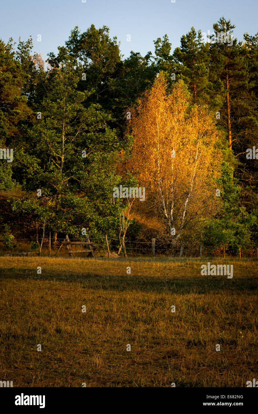 Fill Tree Color Fall colored tree Stock Photo - Alamy