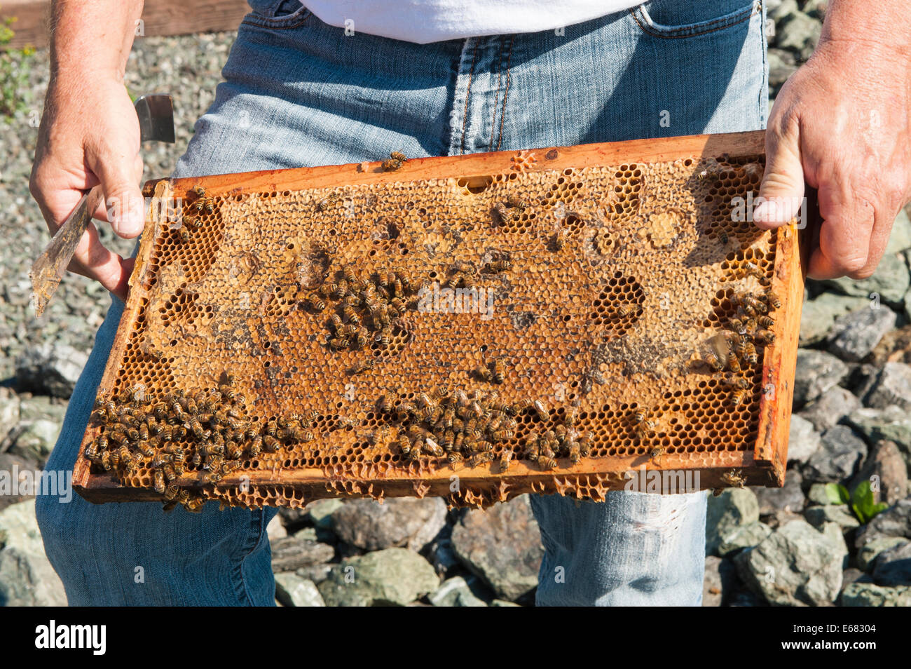 Beekeeper with beehive bees nest wax honeycomb at Chilliwack River Valley Honey farm, Chilliwack, B.C. British Columbia, Canada. Stock Photo