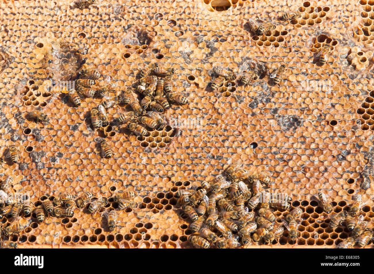 Beehive bees nest wax honeycomb production at Chilliwack River Valley Honey farm, Chilliwack, B.C., British Columbia, Canada. Stock Photo