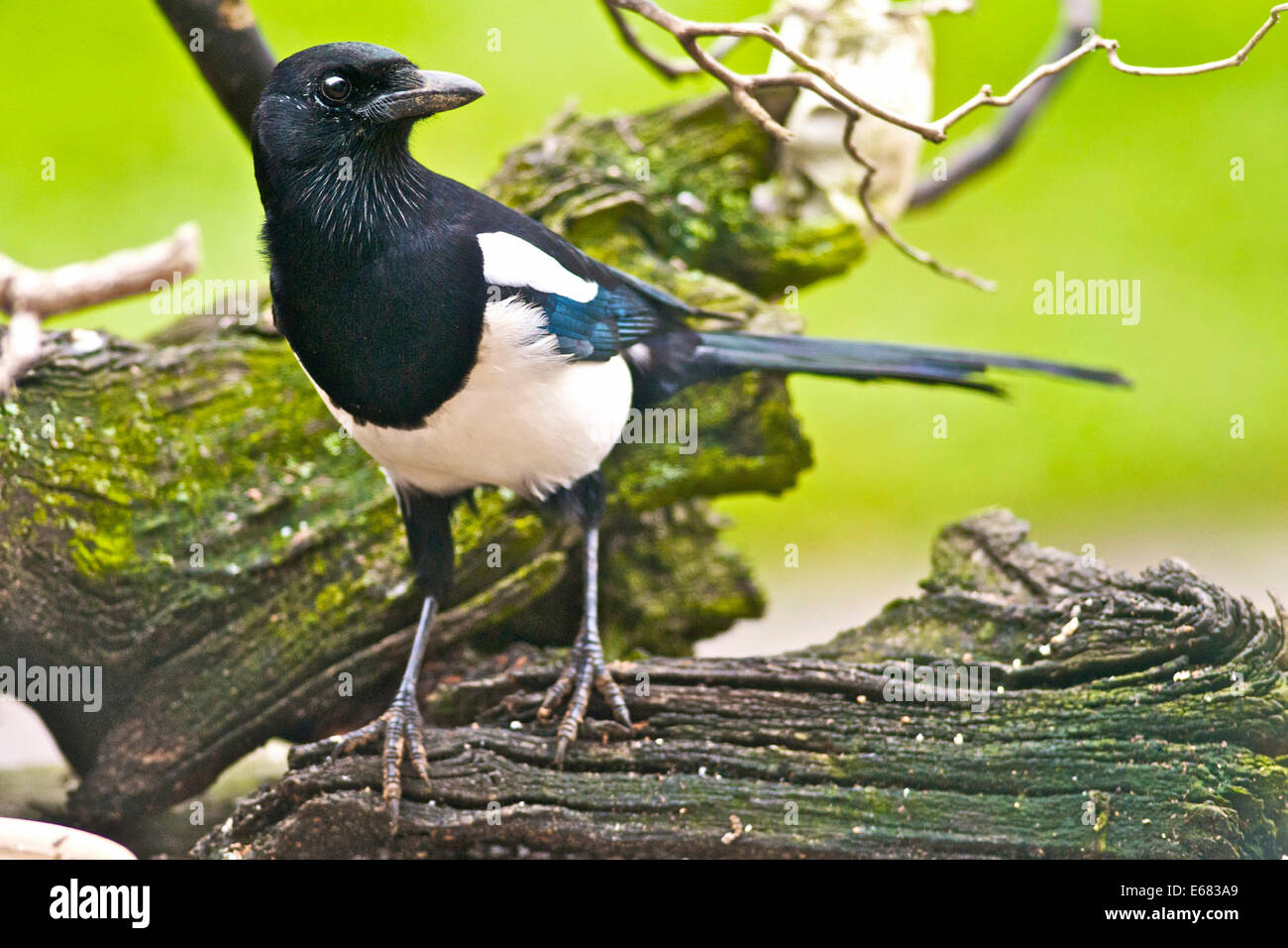 MAGPIE (Pica pica) member of the crow family resident UK Stock Photo