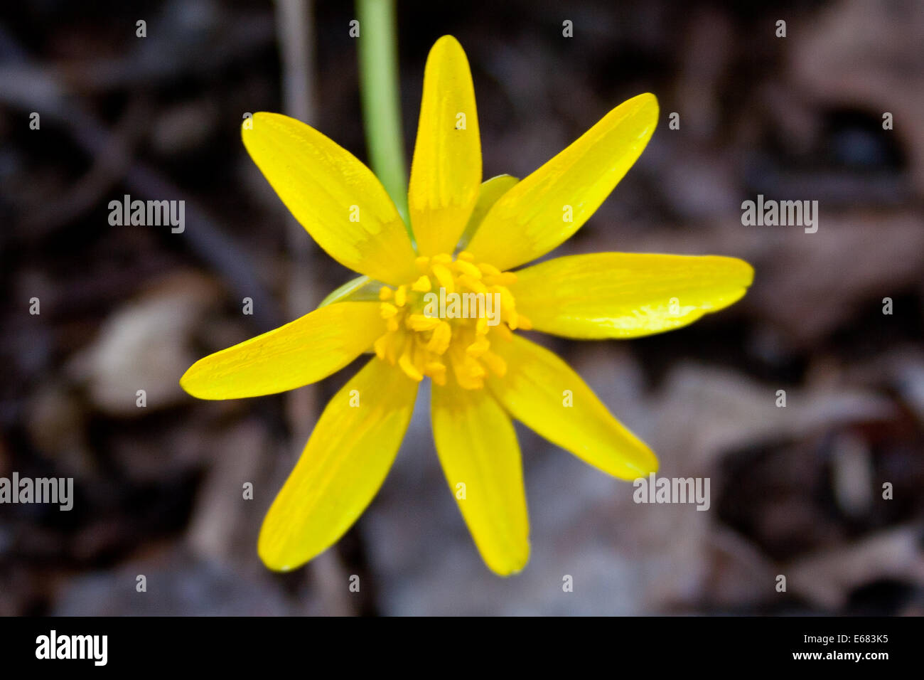 beautiful spring yellow flower on the background of the land, the first spring plants Stock Photo
